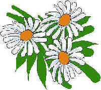 bridgdaisy.jpg